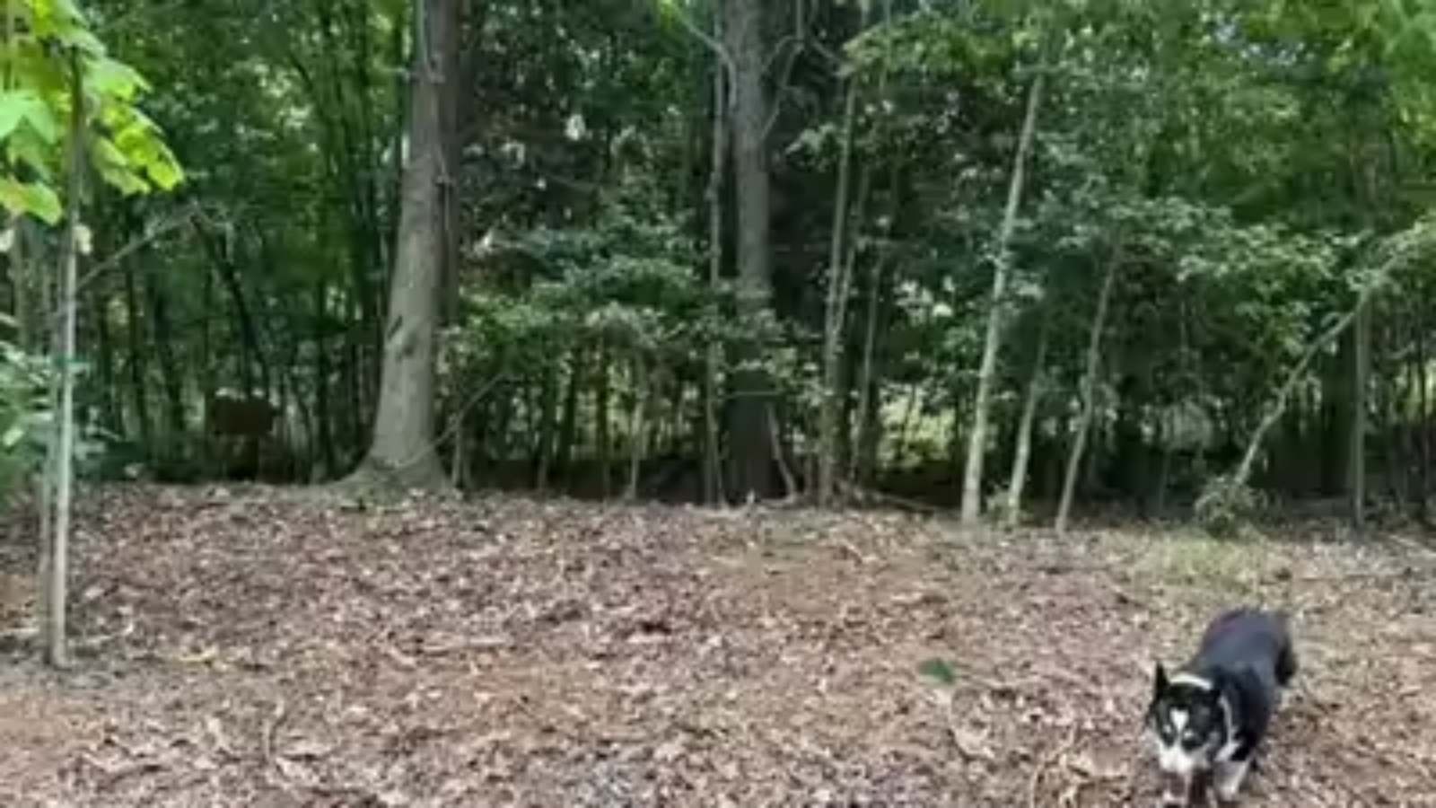 Forest Optical Illusion